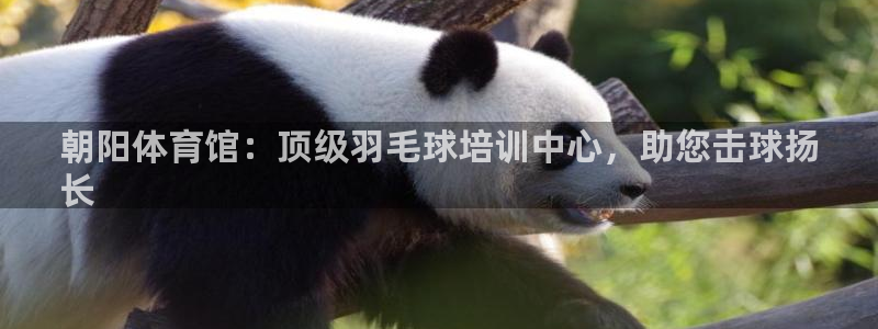 焦点娱乐股东是谁：朝阳体育馆：顶级羽毛球培训中心，助