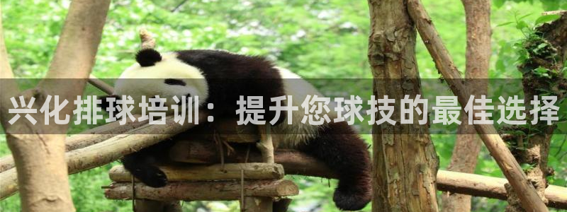 焦点娱乐股东是谁：兴化排球培训：提升您球技的最佳选择