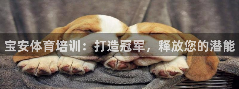 焦点娱乐平台登录不了怎么回事：宝安体育培训：打造冠军，释放您